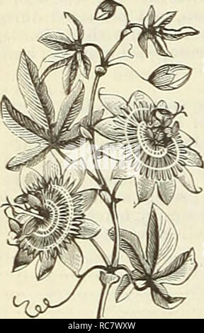 . Dreer's Garten Kalender für 1888. Samen Kataloge; Baumschulen Kataloge Kataloge; Garten; Blumen Samen Kataloge. Passiflora.. Bitte beachten Sie, dass diese Bilder sind von der gescannten Seite Bilder, die digital für die Lesbarkeit verbessert haben mögen - Färbung und Aussehen dieser Abbildungen können nicht perfekt dem Original ähneln. extrahiert. Henry A. Dreer (Hart); Henry G. Gilbert Baumschule und Saatgut Handel Katalog Kollektion. Philadelphia, Pa: Henry A. Dreer Stockfoto