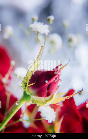 Schöne rote Rose Bud mit glänzenden kleinen Wassertropfen. Selektive konzentrieren. Unfocused rote Rose und weiß gypsophila Blumenstrauß im Hintergrund. Vertikale Feder Stockfoto