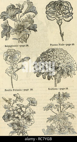 . Dreer's Garten Kalender: 1874. Samen Kataloge; Baumschulen Kataloge Kataloge; Garten; Blumen Samen Kataloge. 60 dreer Garten Kalender.. Bitte beachten Sie, dass diese Bilder sind von der gescannten Seite Bilder, die digital für die Lesbarkeit verbessert haben mögen - Färbung und Aussehen dieser Abbildungen können nicht perfekt dem Original ähneln. extrahiert. Henry A. Dreer (Hart); Henry G. Gilbert Baumschule und Saatgut Handel Katalog Kollektion. Philadelphia, Pa: Henry A. Dreer Stockfoto