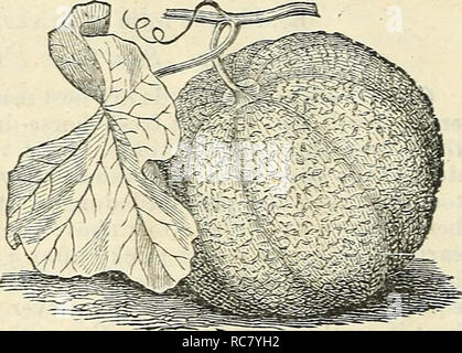 . Dreer's Garten Kalender: 1874. Samen Kataloge; Baumschulen Kataloge Kataloge; Garten; Blumen Samen Kataloge. Frühe Frame CucumlDer.. ITetted Citron Kelon.. Bitte beachten Sie, dass diese Bilder sind von der gescannten Seite Bilder, die digital für die Lesbarkeit verbessert haben mögen - Färbung und Aussehen dieser Abbildungen können nicht perfekt dem Original ähneln. extrahiert. Henry A. Dreer (Hart); Henry G. Gilbert Baumschule und Saatgut Handel Katalog Kollektion. Philadelphia, Pa: Henry A. Dreer Stockfoto