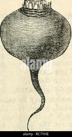 . Dreer's Garten Kalender: 1874. Samen Kataloge; Baumschulen Kataloge Kataloge; Garten; Blumen Samen Kataloge.dreer Garten Kalender. 13. Bitte beachten Sie, dass diese Bilder sind von der gescannten Seite Bilder, die digital für die Lesbarkeit verbessert haben mögen - Färbung und Aussehen dieser Abbildungen können nicht perfekt dem Original ähneln. extrahiert. Henry A. Dreer (Hart); Henry G. Gilbert Baumschule und Saatgut Handel Katalog Kollektion. Philadelphia, Pa: Henry A. Dreer Stockfoto