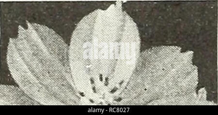 . Dreer's Garden buchen Sie für 1947. Samen Kataloge; Baumschulen Kataloge; Gartengeräte und Zubehör Kataloge; Blumen Samen Kataloge; Gemüse; Früchte Samen Samen Kataloge Kataloge. Cosmos Dazzler Extra-Early Riesen Sensation Die frühesten des Kosmos mehrere Wochen vor allen anderen blühen. Hat wirklich wunderbare Blüten von außergewöhnlicher Größe und künstlerischen gut abgerundete Form. Eine herausragende neue Art. 3 bis 4 ft. 2037 Crimson. Eine sehr reiche Farbe. 2046 Dazzler. Die gut-gebildet, breit-blättrige Blüten sind ein ap-Läuten tief Amaranth crimson. 2038 Pinkie. Eine herrliche Hellrosa. 2039 Reinheit. Angenehm Stockfoto