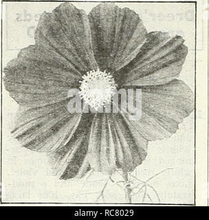 . Dreer's Garden buchen Sie für 1947. Samen Kataloge; Baumschulen Kataloge; Gartengeräte und Zubehör Kataloge; Blumen Samen Kataloge; Gemüse; Früchte Samen Samen Kataloge Kataloge. Die Glorreiche Dreer. Cosmos Dazzler Extra-Early Riesen Sensation Die frühesten des Kosmos mehrere Wochen vor allen anderen blühen. Hat wirklich wunderbare Blüten von außergewöhnlicher Größe und künstlerischen gut abgerundete Form. Eine herausragende neue Art. 3 bis 4 ft. 2037 Crimson. Eine sehr reiche Farbe. 2046 Dazzler. Die gut-gebildet, breit-blättrige Blüten sind ein ap-Läuten tief Amaranth crimson. 2038 Pinkie. Eine herrliche Hellrosa. Stockfoto