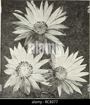 . Dreer's Garden buchen Sie für 1947. Samen Kataloge; Baumschulen Kataloge; Gartengeräte und Zubehör Kataloge; Blumen Samen Kataloge; Gemüse; Früchte Samen Samen Kataloge Kataloge. Neuheiten und Spezialitäten für 1947. 3941 Stern von Texas® Xanthisma texanum neue gute Jahrbücher sind immer gut - und der neue Star in Texas cer-tainly sollte sehr populär geworden. Es ist eine hübsche jährliche mit hellen Kanarischen gelbe Blüten mit leichter entfernt. Die single Daisy Blüten haben attraktive Spitzen Blütenblätter. Wächst 18 Zoll hoch und tut gut im trockenen sonnigen Plätzen. Auch das ist so verschlafen Daisy beca bekannt
