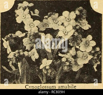 . Dreer's Garden buchen Sie für 1946: Treu seit über einem Jahrhundert. Samen Kataloge; Baumschulen Kataloge; Gartengeräte und Zubehör Kataloge; Blumen Samen Kataloge; Gemüse; Früchte Samen Samen Kataloge Kataloge. Cosmos Dazzler Extra-Early Riesen Sensation Die frühesten des Kosmos mehrere Wochen vor allen anderen blühen. Hat wirklich wunderbare Blüten von außergewöhnlicher Größe und künstlerischen weil - abgerundete Form. Eine herausragende neue Art. 3 bis 4 ft. 2037 Crimson. . Sehr reiche Farbe. 2046 Dazrier. Die gut-gebildet, breit-blättrige Blüten sind ein ap-Läuten tief Amaranth crimson. 2038 Pinkie. Eine splendi Stockfoto
