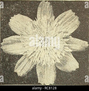 . Dreer's Garden buchen Sie für 1945. Samen Kataloge; Baumschulen Kataloge; Gartengeräte und Zubehör Kataloge; Blumen Samen Kataloge; Gemüse; Früchte Samen Samen Kataloge Kataloge. Cosmos Dazzkr Extra-Early Riesen Sensation Die frühesten des Kosmos mehrere Wochen vor allen anderen blühen. Hat wirklich wunderbare Blüten von außergewöhnlicher Größe und künstlerischen gut abgerundete Form. Eine herausragende neue Art. 3 bis 4 ft. 2037 Crimson. Eine sehr reiche Farbe. Pkt. ISc; große pkt. 30 C. 2046 Dazzler. Die gut-gebildet, breit-blättrige Blüten sind ein ap-Läuten tief Amaranth purpurrote Farbe. Ein außergewöhnlich beaut Stockfoto