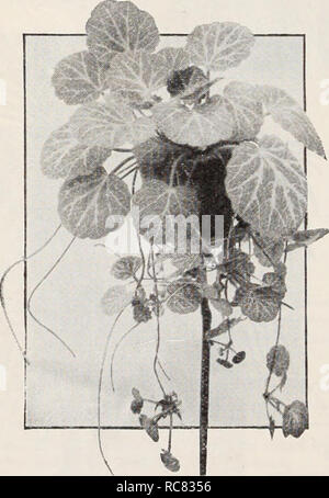 . Dreer's Garten Buch/Henry A. Dreer.. Baumschule Katalog. t'HIWIELPHM Monstera Philodendron - Cordatum. Eine Kletterwand oder nachgestellte Anlage mit sehr erheblichen, dunkelgrün, herzförmigen Blätter, 3 bis 4 Zoll im Durchmesser. Eine exzellente Anlage für das Fenster Garten als trailing Korb oder Topfpflanze gewachsen. Die jungen Pflanzen, 3-Zoll, Töpfe, 35 c Jeder. Plumbago Capensis. Eine feine Anlage für die topfkultur oder die Grenze. Spikes von der hübschen, hellblauen Blüten. - Alba. Ein weiß blühenden Form von oben. Die beiden oben Genannten: 25 c Jeder; $ 2,50 pro Doz. Pothos - Ceylon Kriechgang Aureus superbus. Eine echte Verbesserung gegenüber dem Stockfoto
