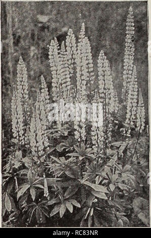 . Dreer's Garten Buch/Henry A. Dreer.. Baumschule Katalog. Lysimachia clethroides Lysimachia Clethroides (Schwanenhals, felberich). Eine feine hardy Vielzahl ungefähr 2 Fuß hoch. Hat lange, dichte, recurved Spitzen der rein weißen Blüten von Juli bis September. Poppy. Eine schöne Pflanze, 18 cm hoch, mit dichten, aufrechten Spikes von weißen Blüten im August. Das Laub wird zu einem attraktiven brillante bronzy Rot im frühen Herbst. Nummularia (schleichende Jenny oder Geld - Johanniskraut). Wertvoll für die Pflanzen unter Bäumen oder Sträuchern, wo Gras wird nicht so schnell wachsen, bildet einen dichten Teppich. Gelbe Blüten. Eine der t Stockfoto