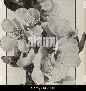 . Dreer's Garten Buch/Henry A. Dreer.. Baumschule Katalog. Cornus alba 'Sibirica jungfräulichen Cornus alba 'Sibirica - Mock Orange Beliebte altmodische Sträucher mit auffälligen weißen Blüten im Mai oder Juni. Gelingt es in fast jedem Ort. Conquete. Einzelne große Blumen in Clustern von 3. bis 5., vollständig über die Anlage. Girandole (Neu). Pflanzen von ausgezeichneten Gewohnheit des Wachstums, Sehr reichblühend mit außergewöhnlich gut geformt, doppelte Blüten in dichten Dolden. Das Banner. Eine Hybridsorte bilden eine formschöne Strauch mit sehr großen Blüten. Einer der begehrtesten. Jungfräulich. Blumen 2 Zoll im Durchmesser, dass c Stockfoto