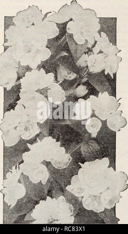 . Dreer's Garten Buch/Henry A. Dreer.. Baumschule Katalog. Ich WAHL HARDY STRÄUCHER 1. Cornus alba 'Sibirica jungfräulichen Cornus alba 'Sibirica - Mock Orange Beliebte altmodische Sträucher mit auffälligen weißen Blüten im Mai oder Juni. Gelingt es in fast jedem Ort. Conquete. Einzelne große Blumen in Clustern von 3. bis 5., vollständig über die Anlage. Girandole (Neu). Pflanzen von ausgezeichneten Gewohnheit des Wachstums, Sehr reichblühend mit außergewöhnlich gut geformt, doppelte Blüten in dichten Dolden. Das Banner. Eine Hybridsorte bilden eine formschöne Strauch mit sehr großen Blüten. Einer der begehrtesten. Jungfräulich. Blumen 2 i Stockfoto