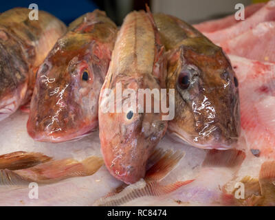 Frische knurrhahn Fisch zum Verkauf auf einem Fischhändler Platte in Großbritannien Stockfoto