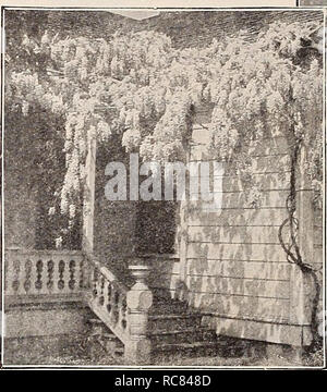 . Dreer's Garten Buch 1932. Samen Kataloge; Baumschulen Kataloge; Gartengeräte und Zubehör Kataloge; Blumen Samen Kataloge; Gemüse; Früchte Samen Samen Kataloge Kataloge. . Bitte beachten Sie, dass diese Bilder sind von der gescannten Seite Bilder, die digital für die Lesbarkeit verbessert haben mögen - Färbung und Aussehen dieser Abbildungen können nicht perfekt dem Original ähneln. extrahiert. Henry A. Dreer (Hart); Henry G. Gilbert Baumschule und Saatgut Handel Katalog Kollektion. Philadelphia, Pa: Henry A. Dreer Stockfoto