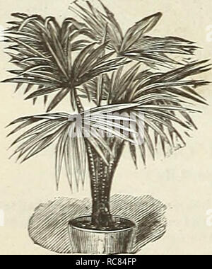 . Dreer's Garten Kalender. Samen Kataloge; Baumschulen Kataloge; Gartengeräte und Zubehör Kataloge; Blumen Samen Kataloge ; Obst ; Gemüse Samen Samen Kataloge Kataloge. Blick auf ein Haus der Areca Rivekton Lutescexs an. Palmen. Palmen sind jetzt in allen Dekorationen unverzichtbar, ob für Wohnungen, Wintergärten oder für tropische Betten im Sommer. Die große Nachfrage in den letzten Jahren induzierte hat uns deutlich unsere Einrichtungen für PROPA-Gating und wachsenden diese Klasse von Lager und wir haben jetzt zwölf der größten Häuser zu ihrer Kultivierung allein^ ermöglicht gewidmet Stockfoto