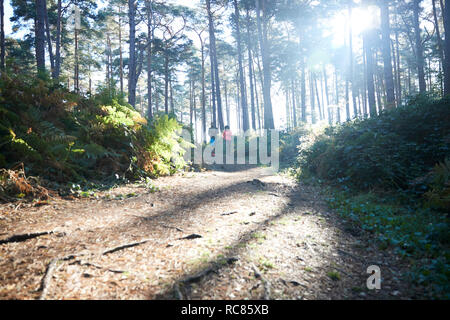 Weibliche und männliche Läufer in sonnendurchfluteten Wald läuft, Fernsicht Stockfoto