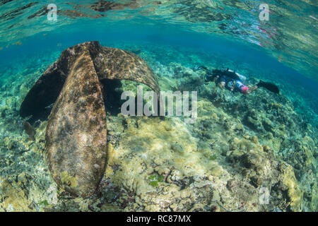 Taucher erkunden Riffleben und alten Wracks, Alacranes, Campeche, Mexiko Stockfoto