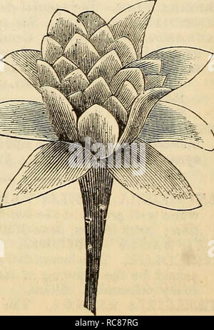 . Dreer's Garten Kalender: 1880. Samen Kataloge; Baumschulen Kataloge Kataloge; Garten; Blumen Samen Kataloge. . Bitte beachten Sie, dass diese Bilder sind von der gescannten Seite Bilder, die digital für die Lesbarkeit verbessert haben mögen - Färbung und Aussehen dieser Abbildungen können nicht perfekt dem Original ähneln. extrahiert. Henry A. Dreer (Hart); Henry G. Gilbert Baumschule und Saatgut Handel Katalog Kollektion. Philadelphia, Pa: Henry A. Dreer Stockfoto