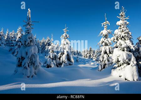 Verschneite unberührte Winterlandschaft, Fichten bedeckt mit Schnee, Nationalpark Harz, in der Nähe von Schierke, Sachsen-Anhalt, Deutschland Stockfoto