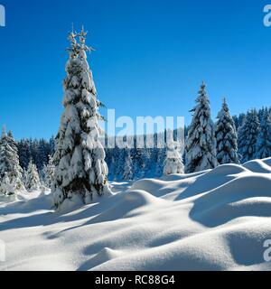 Verschneite unberührte Winterlandschaft, Fichten bedeckt mit Schnee, Nationalpark Harz, in der Nähe von Schierke, Sachsen-Anhalt, Deutschland Stockfoto