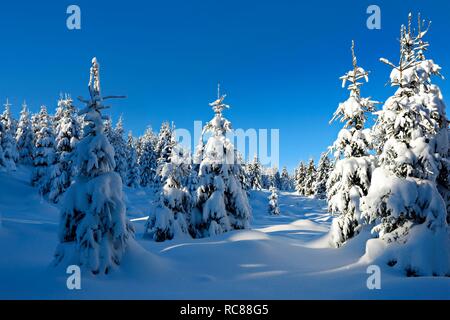 Verschneite unberührte Winterlandschaft, Fichten bedeckt mit Schnee, Nationalpark Harz, in der Nähe von Schierke, Sachsen-Anhalt, Deutschland Stockfoto