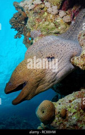 Riesen Muräne (Gymnothorax Javanicus), Rotes Meer, Ägypten, Afrika Stockfoto