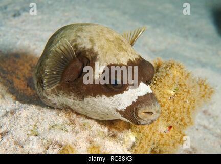 Masked Puffer (Arothron diadematus), Rotes Meer, Ägypten, Afrika Stockfoto