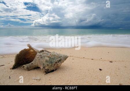 Muscheln am Strand, Denis Island, Seychellen, Afrika Stockfoto