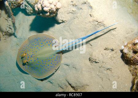 Blaupunktrochen (Taeniura lymma), Rotes Meer, Ägypten, Afrika Stockfoto