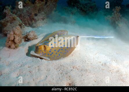 Blaupunktrochen (Taeniura lymma), Rotes Meer, Ägypten, Afrika Stockfoto
