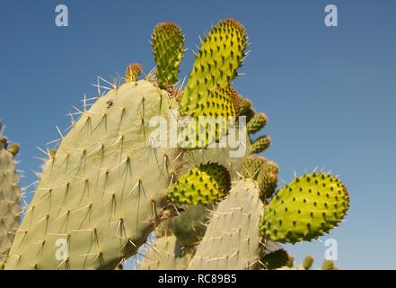 Feigenkakteen (Opuntia littoralis), Tunis, Afrika Stockfoto