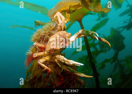 Große Seespinne (Hyas araneus), Barentssee, Russland, Arktis Stockfoto