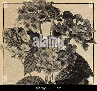 . Dreer's Garden buchen Sie für 1942. Samen Kataloge; Baumschulen Kataloge; Gartengeräte und Zubehör Kataloge; Blumen Samen Kataloge; Gemüse; Früchte Samen Samen Kataloge Kataloge. DREER'S blühende Pflanzen für den Garten. Strahlung Lantana Lantana wir gerne auf das Angebot der Follow-ing Auswahl als die Besten dieser altmodischen Betten Pflanzen nehmen. 12-198 Lawine. Weiß. 12-201 Comte de Biencourt. Rosa. 12-203 Flamme. Die Brillantesten aller Kombination von gelb, orange und rot in die schillernde Blüten. 12-204 Golden King. Gelb. 12-206 Pfirsich. Eine außergewöhnlich schöne Vielfalt Stockfoto