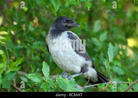 Baby Nebelkrähe, Crow Corvus, Hoodiecrow (Corvus cornix), Yermakov Island, Ukraine, Osteuropa Stockfoto