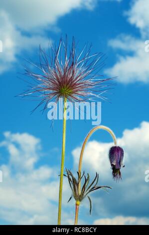 Östlichen Küchenschelle (Pulsatilla Patens), Ukraine, Osteuropa Stockfoto