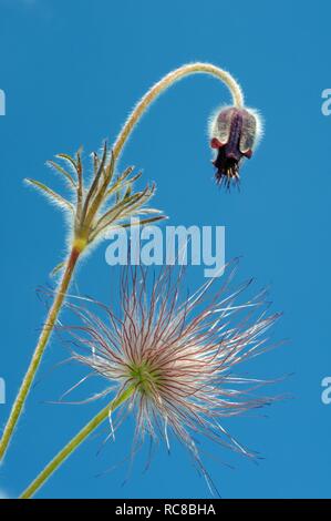 Östlichen Küchenschelle (Pulsatilla Patens), Ukraine, Osteuropa Stockfoto