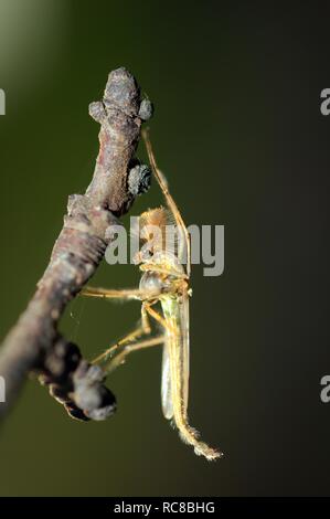 Summer-Mücke (Chironomus Plumosus), Männlich, nicht-beißen Midge, Ukraine, Osteuropa Stockfoto