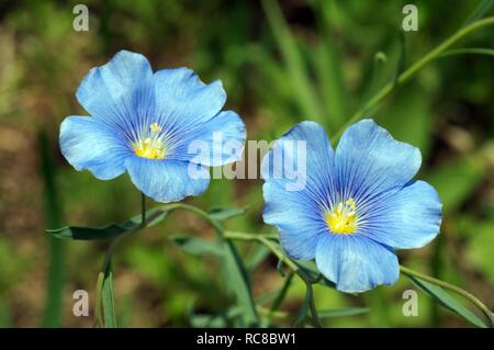 Gemeinsame Flachs oder Leinsamen (Linum Usitatissimum), Ukraine, Osteuropa Stockfoto