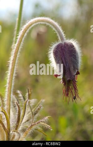 Östlichen Küchenschelle (Pulsatilla Patens), Ukraine, Osteuropa Stockfoto