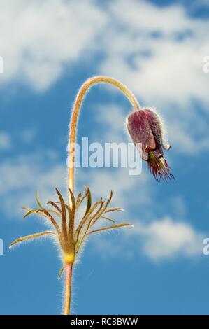 Östlichen Küchenschelle (Pulsatilla Patens), Ukraine, Osteuropa Stockfoto