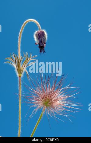 Östlichen Küchenschelle (Pulsatilla Patens), Ukraine, Osteuropa Stockfoto