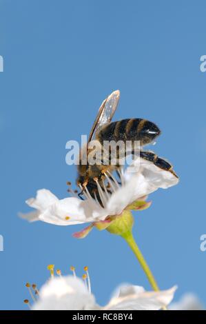 Honigbiene (Apis Mellifera) sammeln von Pollen, Ukraine, Osteuropa Stockfoto