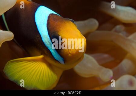 Rotes Meer oder zwei Bändern Clownfisch, Anemonenfischen (Amphiprion bicinctus), Rotes Meer, Ägypten, Afrika Stockfoto