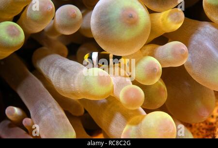 Rotes Meer oder zwei Bändern Clownfisch, Anemonenfischen (Amphiprion bicinctus), Jungen, Rotes Meer, Ägypten, Afrika Stockfoto