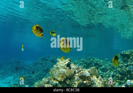 Gestreifter fisch Schmetterling, Falterfische (Chaetodon fasciatus), Rotes Meer, Ägypten, Afrika Stockfoto