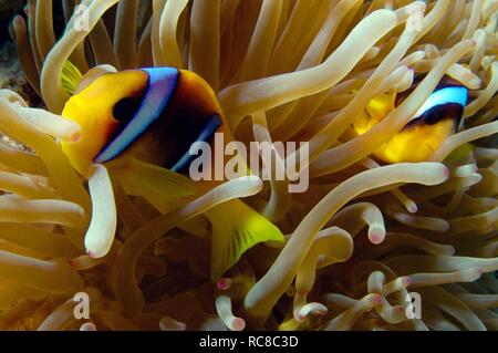 Rotes Meer oder zwei Bändern Clownfisch, Anemonenfischen (Amphiprion bicinctus), Rotes Meer, Ägypten, Afrika Stockfoto