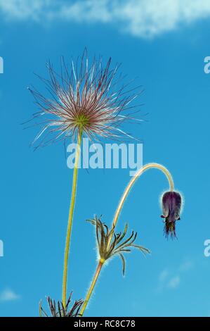 Östlichen Küchenschelle (Pulsatilla Patens), Ukraine, Osteuropa Stockfoto