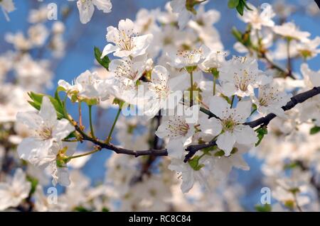 Blühende wilde Kirsche (Prunus Avium), Ukraine, Osteuropa Stockfoto