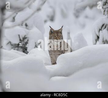 Eurasischen Luchs (Lynx lynx), männlich, sitzt in einem verschneiten Wald, Captive, Bayerischer Wald, Bayern, Deutschland Stockfoto