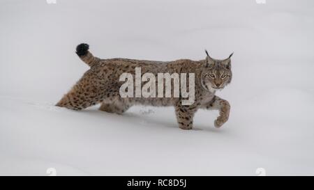 Eurasischen Luchs (Lynx lynx), männlich, läuft in tiefem Schnee, Captive, Bayerischer Wald, Bayern, Deutschland Stockfoto