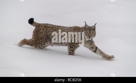 Eurasischen Luchs (Lynx lynx), männlich, läuft in tiefem Schnee, Captive, Bayerischer Wald, Bayern, Deutschland Stockfoto