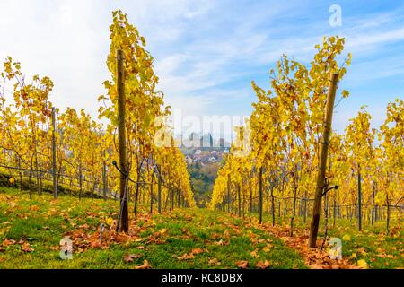 Gelbe Weinberge im Herbst, an der Rückseite Grabkapelle auf dem Württemberg, Rotenberg, Stuttgart, Baden-Württemberg, Deutschland Stockfoto